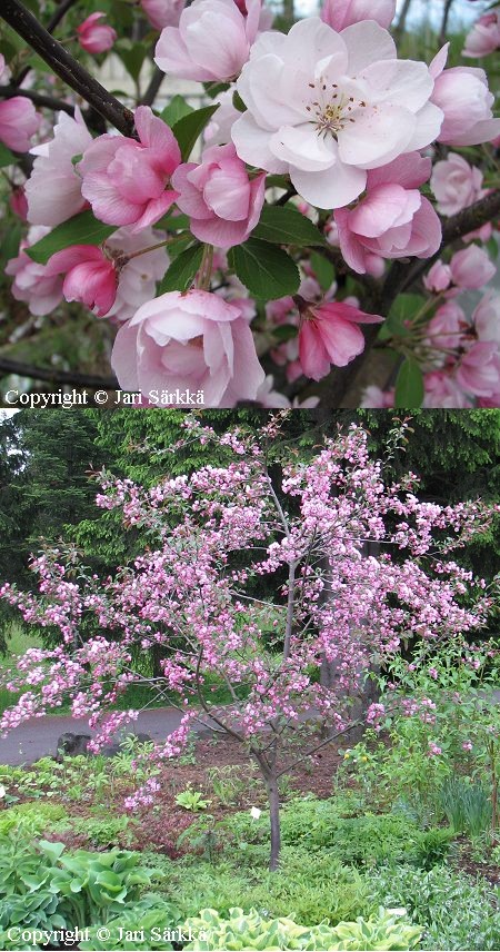Malus Purpurea-Ryhm 'Aamurusko', purppuraomenapuu